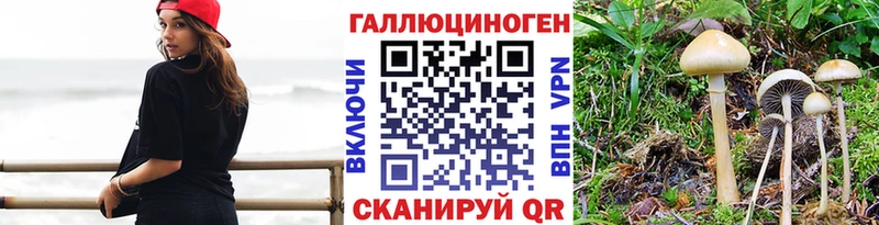 Галлюциногенные грибы Psilocybe  Купить закладки  Магас 